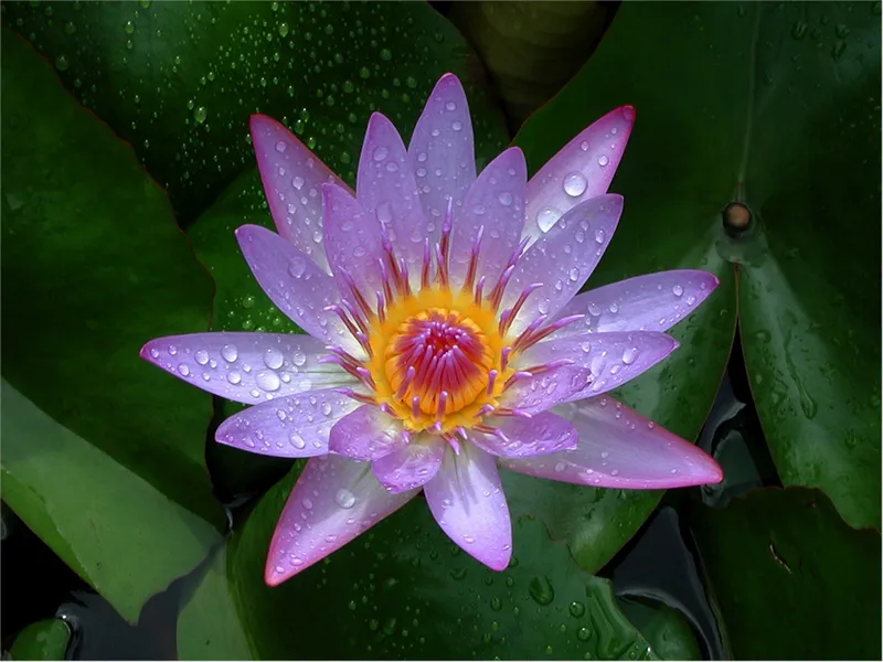 Hoa súng đung đưa theo làn gió Hoa súng đung đưa theo làn gió