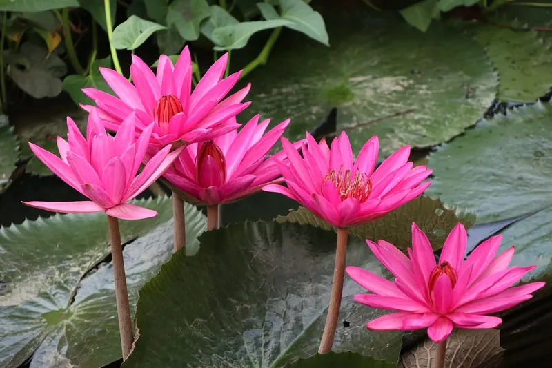 Hoa súng duyên dáng bên bờ hồ Hoa súng duyên dáng bên bờ hồ