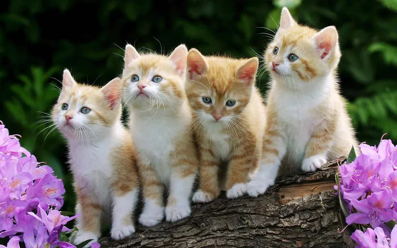Hình nền mèo cute - thêm phần dễ thương cho màn hình của bạn