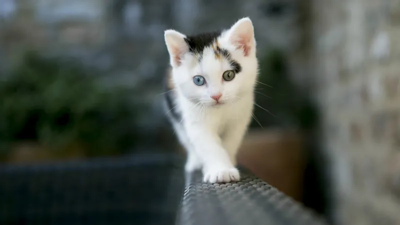 Hình nền mèo cute cho máy tính, một phong cách dễ thương mới