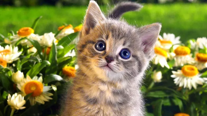 Mang chút cute vào màn hình máy tính với hình nền mèo đáng yêu