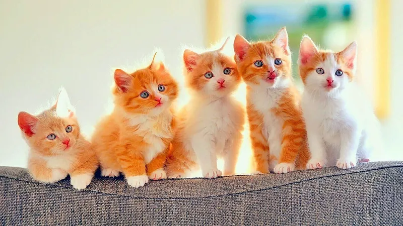 Hình nền mèo cute làm sáng không gian làm việc trên máy tính của bạn