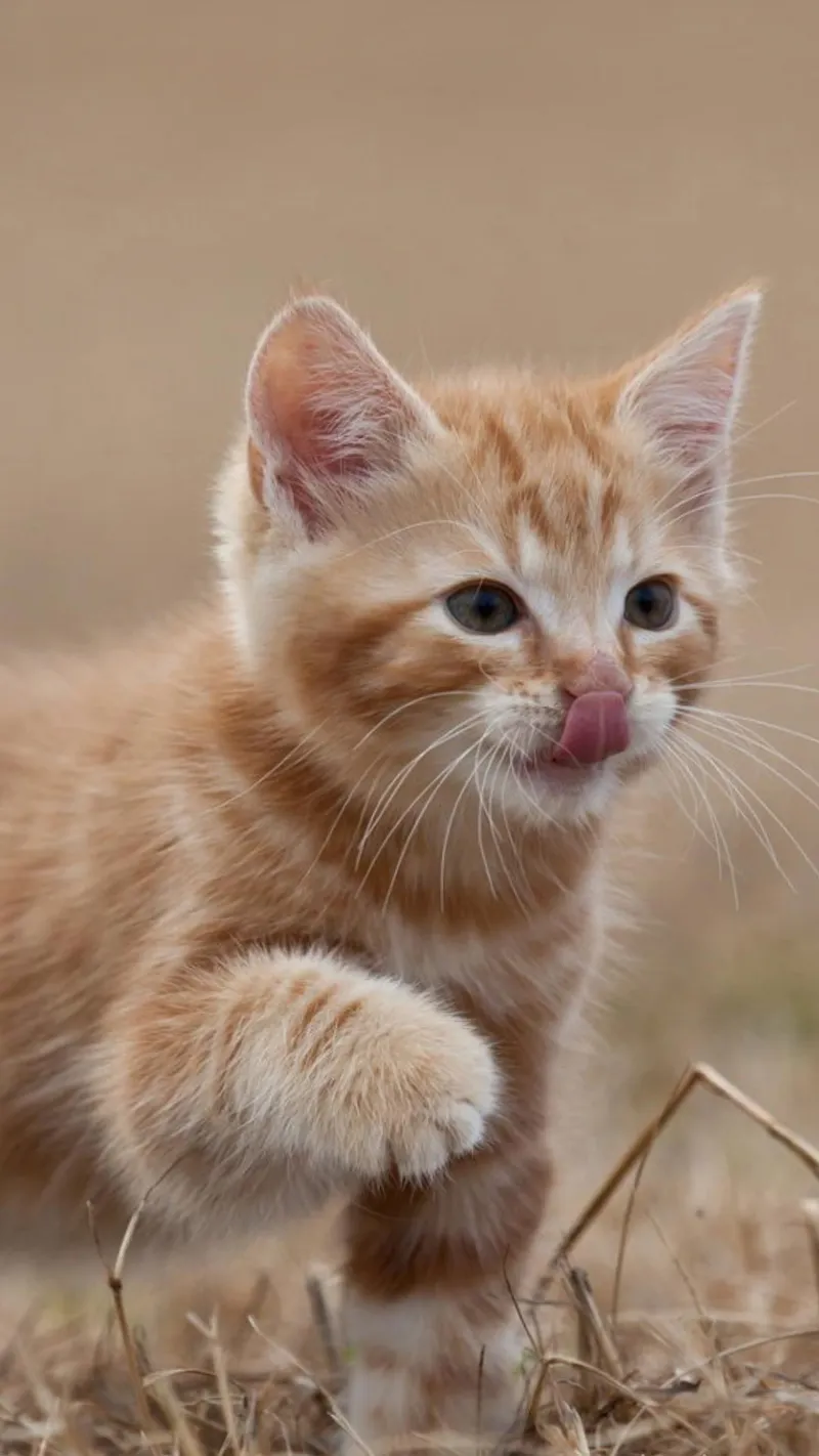 Hình nền mèo cute cho máy tính, tạo không gian làm việc thú vị