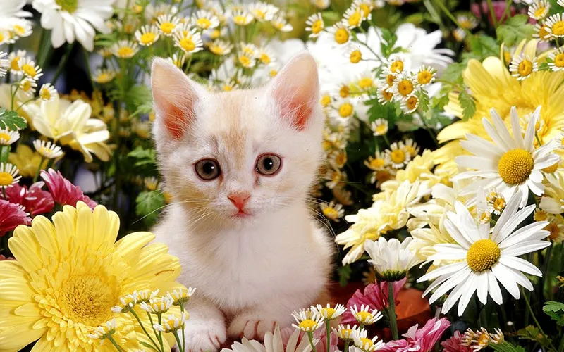 Hình nền mèo cute, khiến máy tính của bạn trở nên đáng yêu hơn bao giờ hết