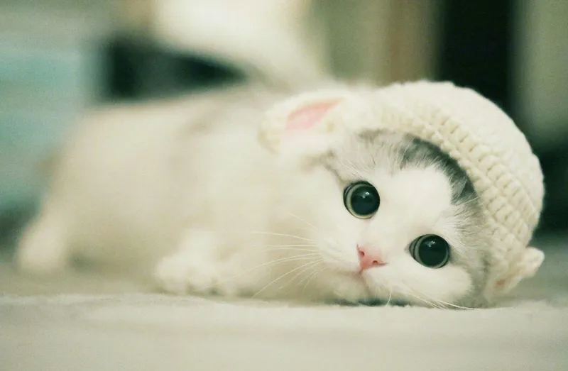 Mèo con cute, hình nền đáng yêu cho mọi tín đồ yêu thú cưng