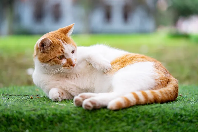 Hình nền mèo con cute – lựa chọn không thể bỏ qua cho các fan yêu mèo