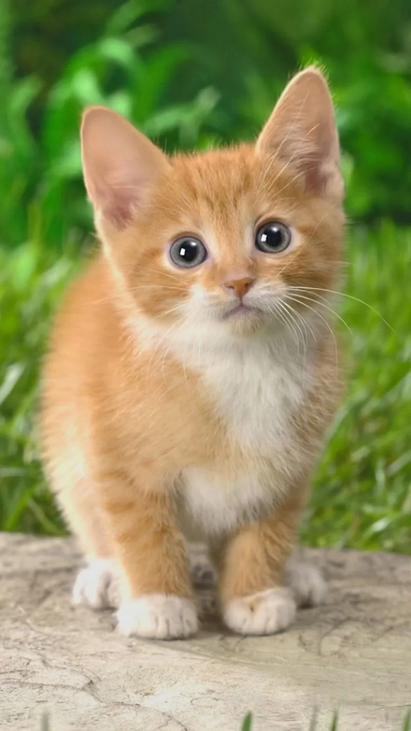 Hình nền mèo cute phong cách hoạt hình, mang lại niềm vui cho bạn