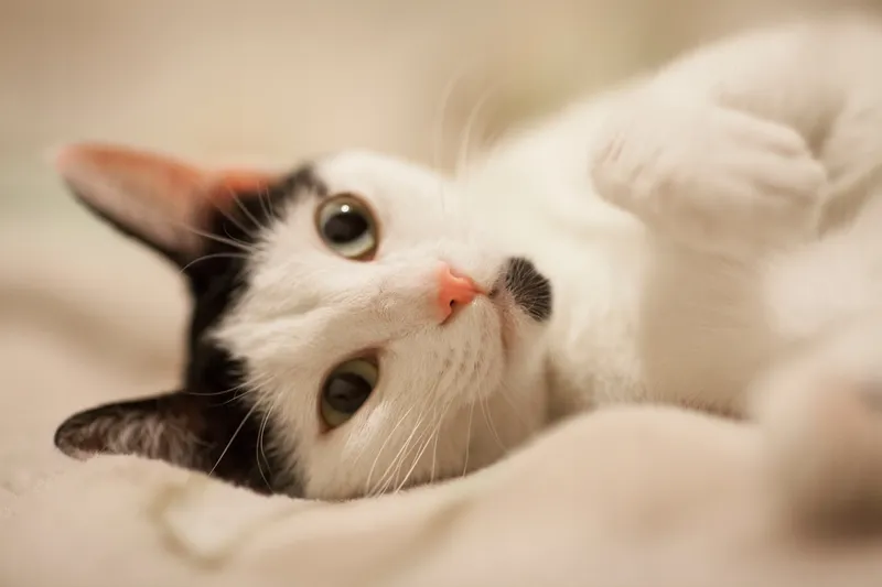 Khám phá hình nền mèo cute hoạt hình cho ngày mới rực rỡ