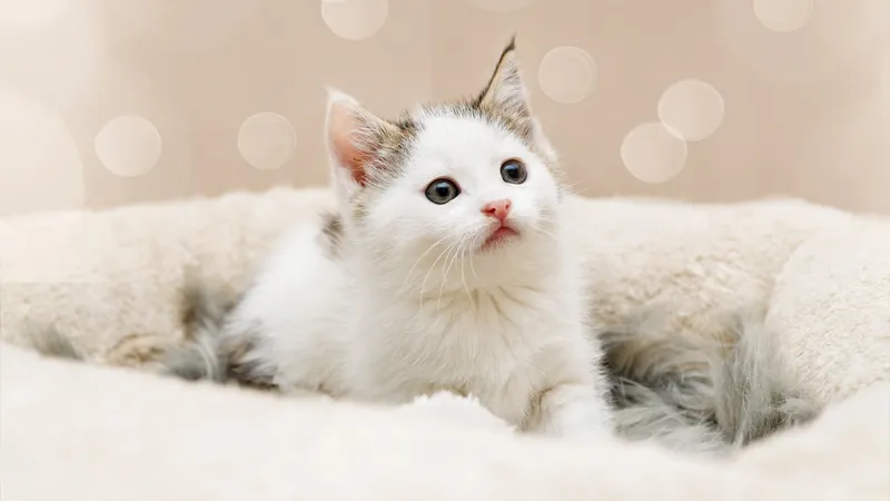 Hình nền mèo cute hoạt hình khiến bạn luôn muốn ngắm nhìn