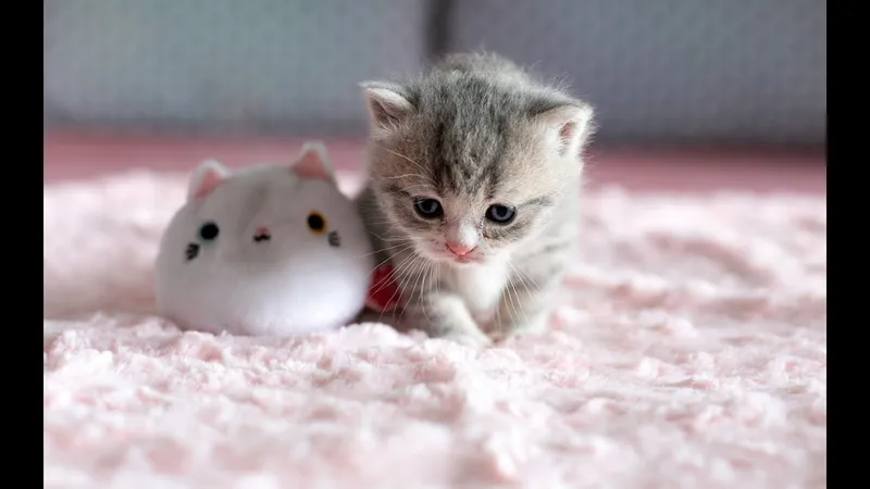 Mèo cute phong cách hoạt hình, hình nền giúp làm sáng màn hình