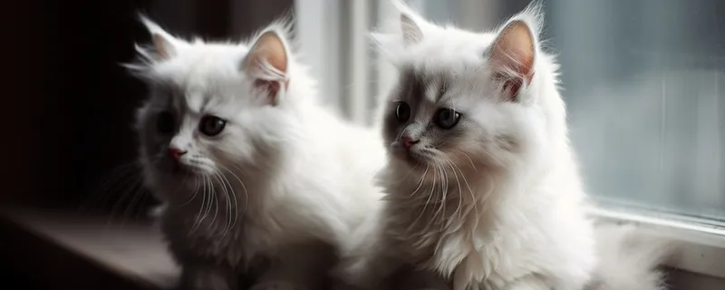 Hình nền mèo cute hoạt hình, sự lựa chọn hoàn hảo cho người yêu thú cưng