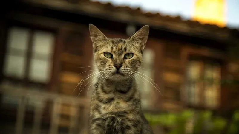 Hình nền mèo cute cho điện thoại sẽ khiến bạn không thể rời mắtYêu mèo? Thử ngay hình nền mèo cute cho điện thoại nhé 