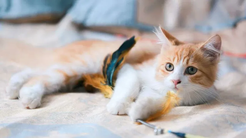 Hình nền mèo cute làm nổi bật phong cách dễ thương của bạn
