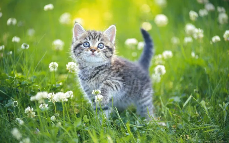 Làm mới màn hình điện thoại với hình nền mèo cute cực xinh