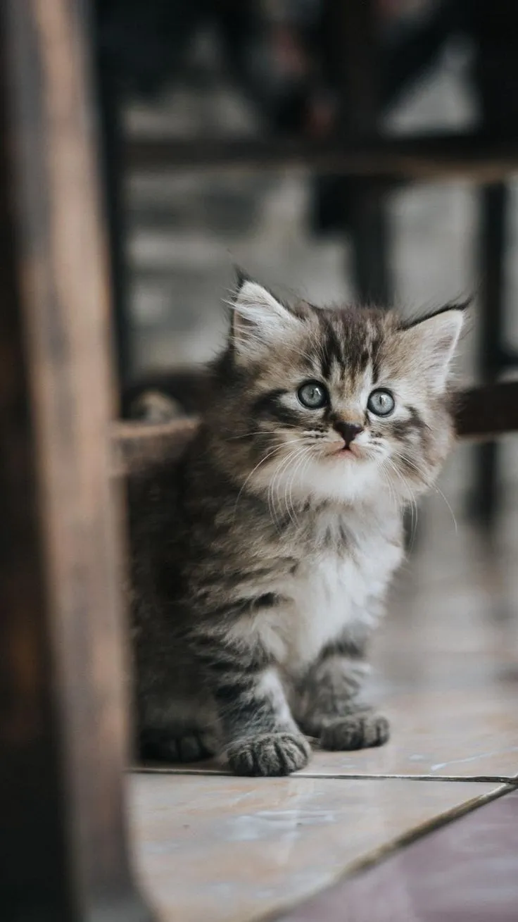 Mang vẻ cute của chú mèo vào điện thoại với hình nền dễ thương