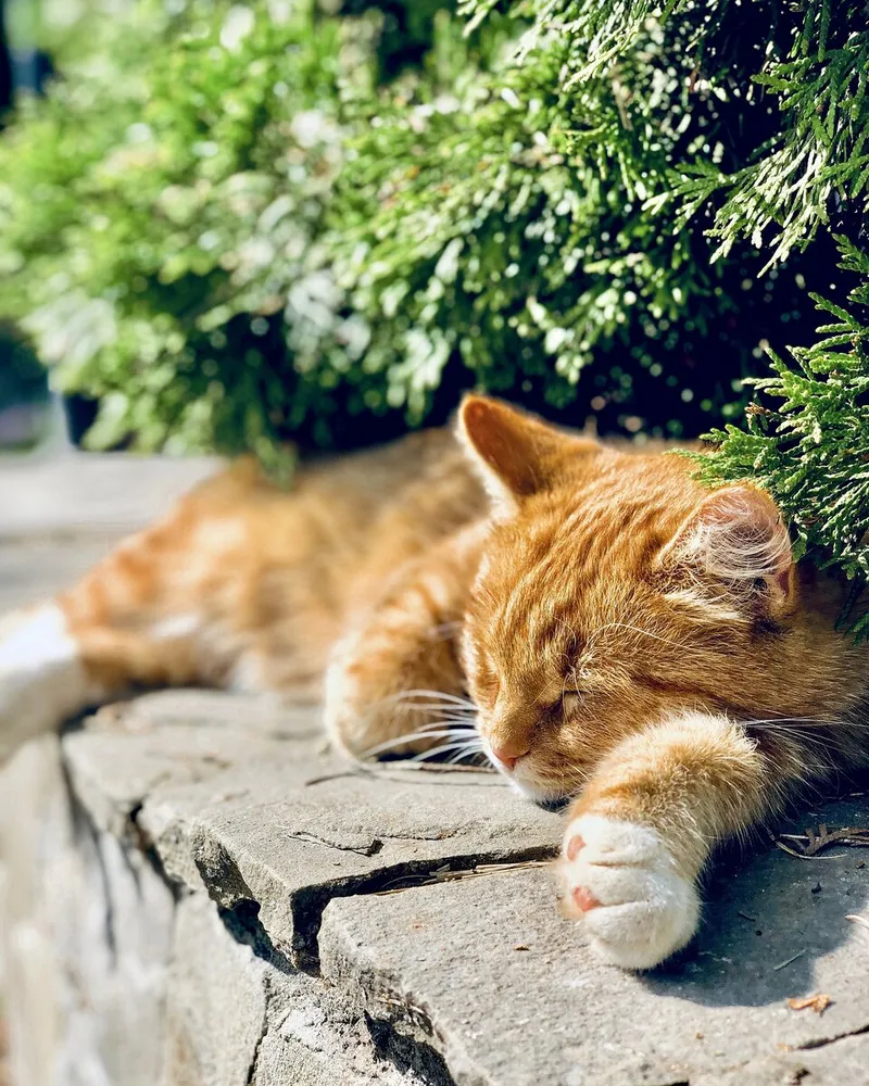 Chọn hình nền mèo cute, để máy tính thêm phần thân thiện và đáng yêu