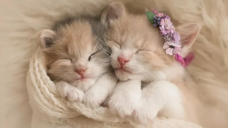 Chọn hình nền mèo cute, để máy tính thêm phần thân thiện và đáng yêu