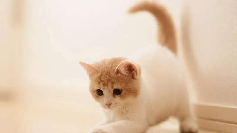 Làm việc trở nên thú vị hơn với hình nền mèo cute trên màn hình
