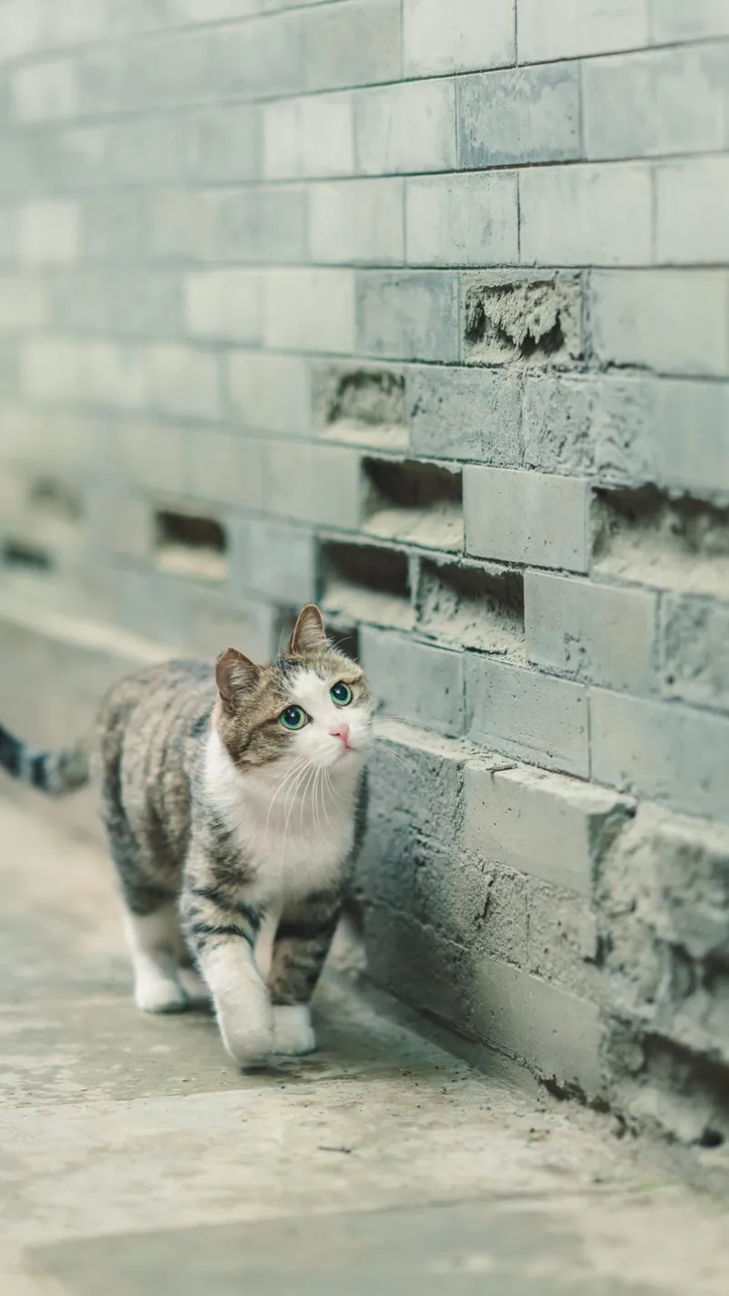 Hình nền mèo cute giúp bạn thư giãn và thêm động lực mỗi ngày
