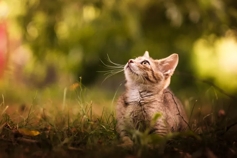 Mèo cute trên máy tính, hình nền không thể thiếu của các tín đồ yêu mèo