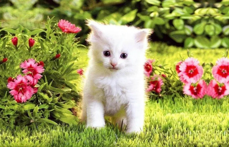Hình nền mèo cute cực kỳ ngọt ngào, dành cho các tín đồ yêu mèo