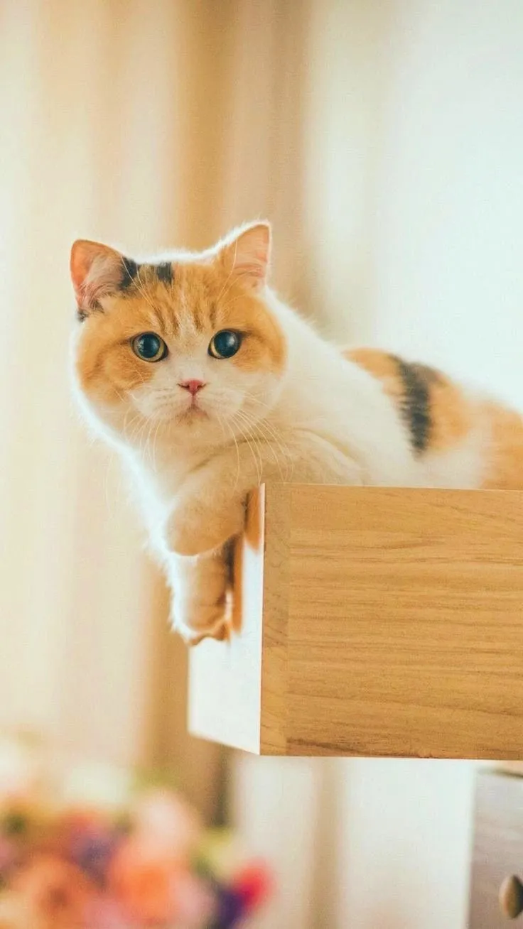 Đổi mới phong cách với hình nền mèo cute dễ thương vô cùng