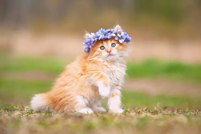 Mèo cute ngây thơ, hình nền giúp bạn thư giãn mỗi ngày