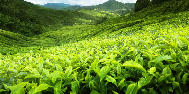 Phong cảnh đồi chè vào sáng sớm đẹp như tranh vẽ. Phong cảnh đồi chè vào sáng sớm đẹp như tranh vẽ.