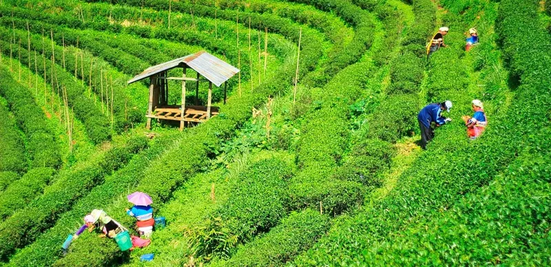 Hòa mình vào không khí trong lành trên đồi chè buổi sáng. Hòa mình vào không khí trong lành trên đồi chè buổi sáng.