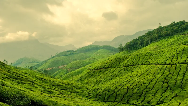 Bình minh trên đồi chè mang vẻ đẹp vừa tĩnh lặng vừa rực rỡ. Bình minh trên đồi chè mang vẻ đẹp vừa tĩnh lặng vừa rực rỡ.