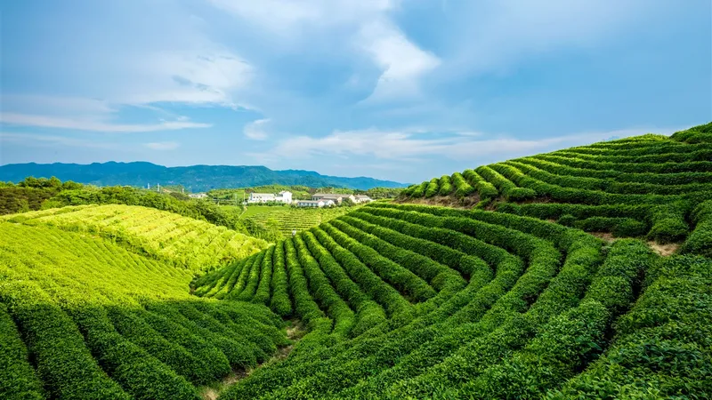 Dạo bước giữa những luống chè xanh mướt dưới ánh nắng đầu ngày. Dạo bước giữa những luống chè xanh mướt dưới ánh nắng đầu ngày.