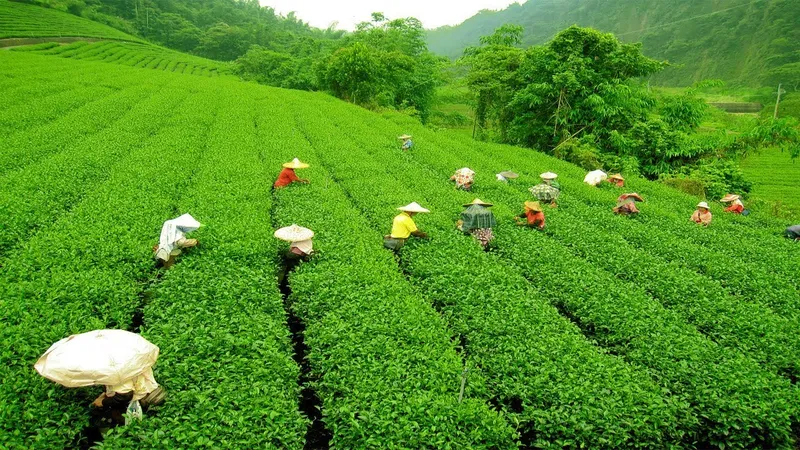 Sự tinh khiết của buổi sáng làm nổi bật vẻ đẹp đồi chè. Sự tinh khiết của buổi sáng làm nổi bật vẻ đẹp đồi chè.