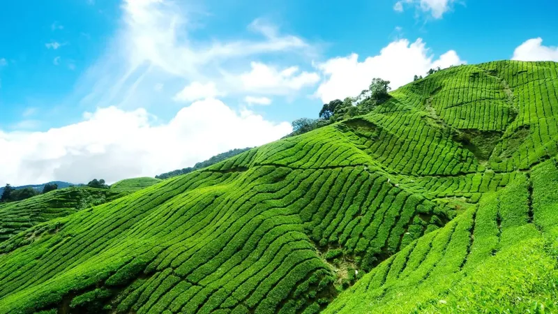 Đồi chè buổi sáng, nơi lý tưởng để tìm lại sự yên bình. Đồi chè buổi sáng, nơi lý tưởng để tìm lại sự yên bình.