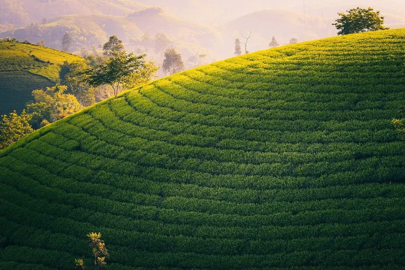 Phong cảnh đồi chè vào sáng sớm đẹp như một giấc mơ. Phong cảnh đồi chè vào sáng sớm đẹp như một giấc mơ.