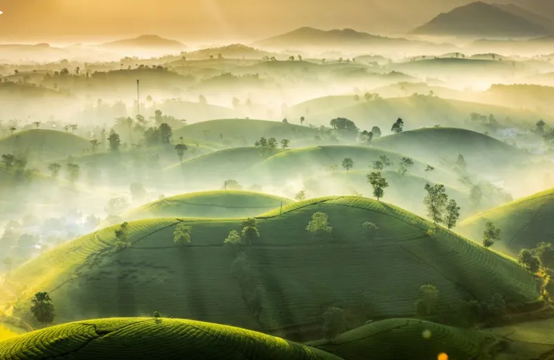 Ngắm nhìn đồi chè trong ánh bình minh là trải nghiệm khó quên. Ngắm nhìn đồi chè trong ánh bình minh là trải nghiệm khó quên.