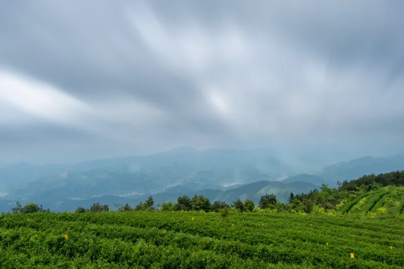 Lạc vào vẻ đẹp thơ mộng của đồi chè trong ánh bình minh. Lạc vào vẻ đẹp thơ mộng của đồi chè trong ánh bình minh.