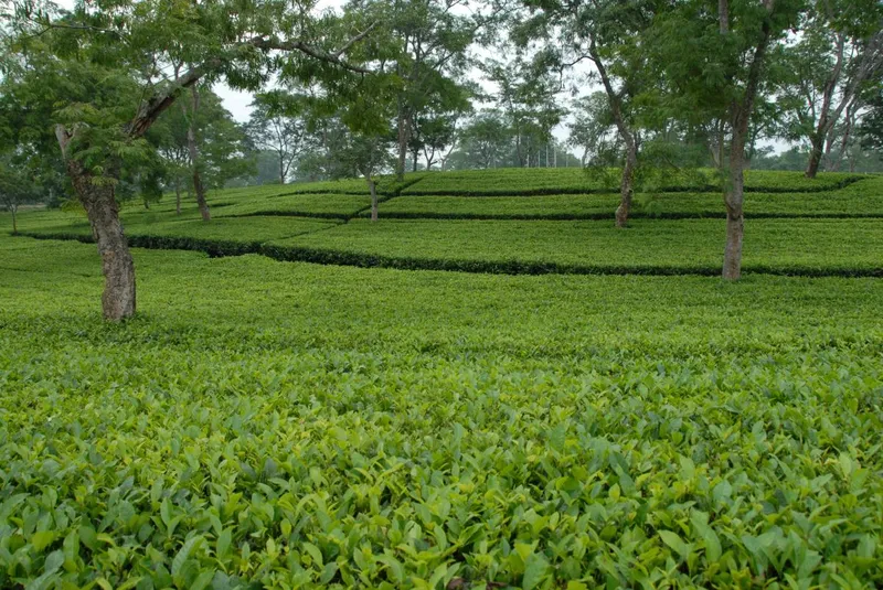 Tận hưởng sự yên bình từ phong cảnh đồi chè vào sáng sớm. Tận hưởng sự yên bình từ phong cảnh đồi chè vào sáng sớm.
