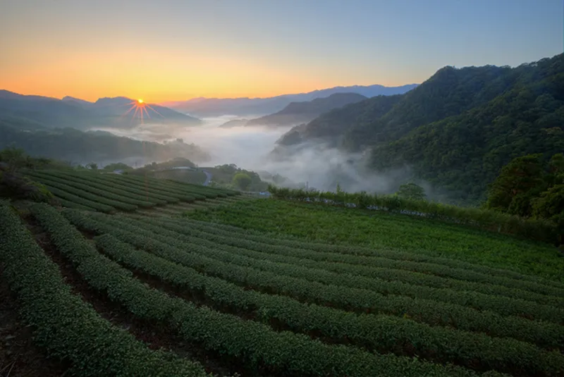 Đồi chè lúc sáng sớm tỏa ra vẻ đẹp mộc mạc và thuần khiết. Đồi chè lúc sáng sớm tỏa ra vẻ đẹp mộc mạc và thuần khiết.