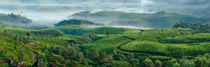 Những luống chè xanh mướt đón ánh bình minh dịu dàng. Những luống chè xanh mướt đón ánh bình minh dịu dàng.
