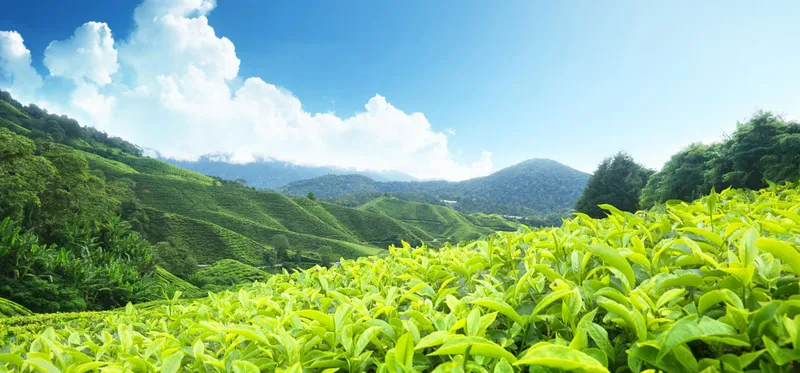Đắm chìm trong không gian tĩnh lặng của đồi chè vào sáng sớm. Đắm chìm trong không gian tĩnh lặng của đồi chè vào sáng sớm.