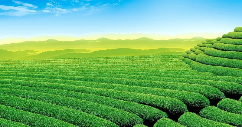 Đồi chè sáng sớm, nơi thiên nhiên vẽ lên bức tranh hoàn mỹ. Đồi chè sáng sớm, nơi thiên nhiên vẽ lên bức tranh hoàn mỹ.
