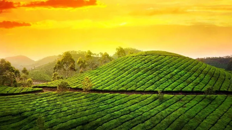 Phong cảnh đồi chè buổi sớm là điểm đến lý tưởng cho tâm hồn. Phong cảnh đồi chè buổi sớm là điểm đến lý tưởng cho tâm hồn.