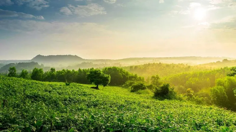 Đồi chè trong ánh nắng sớm mai gợi cảm giác thanh bình. Đồi chè trong ánh nắng sớm mai gợi cảm giác thanh bình.