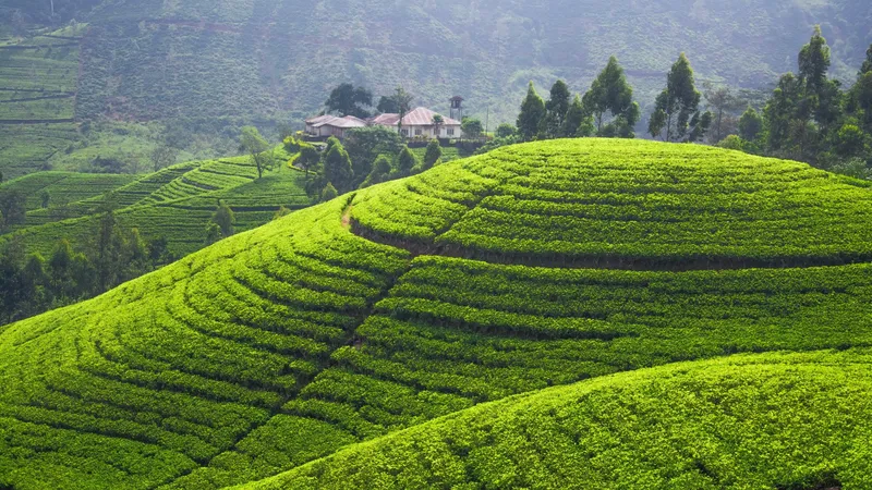 Cảm giác thư thái từ đồi chè phủ đầy sương buổi sáng. Cảm giác thư thái từ đồi chè phủ đầy sương buổi sáng.