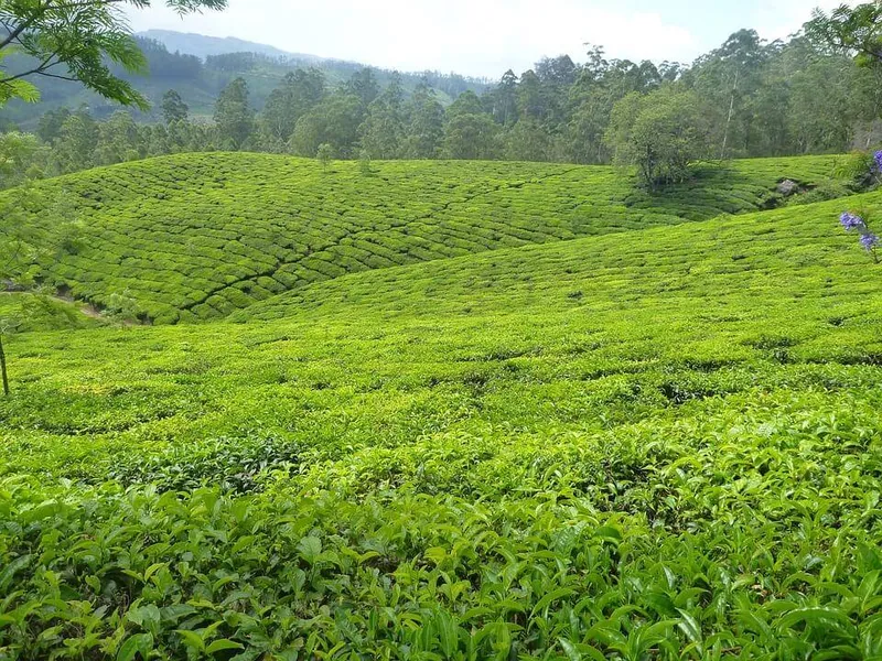 Đồi chè sáng sớm là nơi hội tụ vẻ đẹp đơn sơ nhưng quyến rũ. Đồi chè sáng sớm là nơi hội tụ vẻ đẹp đơn sơ nhưng quyến rũ.