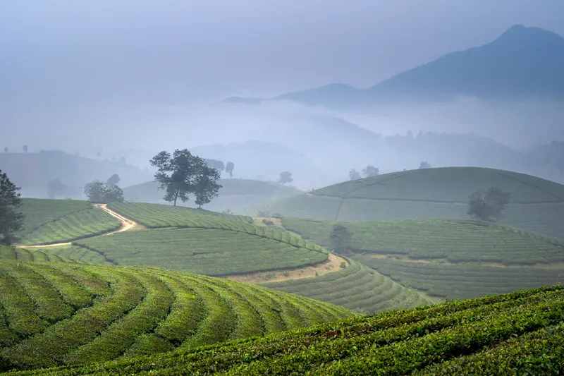 Phong cảnh đồi chè vào sáng sớm là góc nhỏ thiên đường nơi trần thế. Phong cảnh đồi chè vào sáng sớm là góc nhỏ thiên đường nơi trần thế.