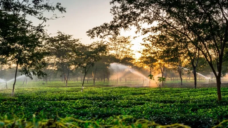 Khám phá vẻ đẹp trong trẻo của đồi chè lúc bình minh. Khám phá vẻ đẹp trong trẻo của đồi chè lúc bình minh.