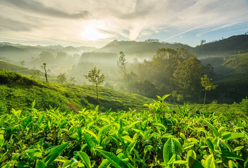 Đồi chè sáng sớm, nơi khơi nguồn cảm hứng và sự sáng tạo. Đồi chè sáng sớm, nơi khơi nguồn cảm hứng và sự sáng tạo.