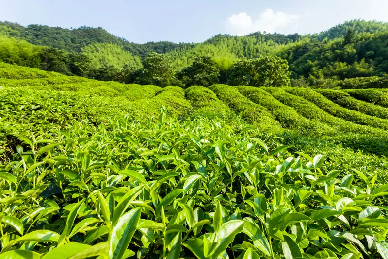 Đón bình minh trên đồi chè là trải nghiệm đáng nhớ. Đón bình minh trên đồi chè là trải nghiệm đáng nhớ.