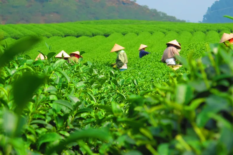 Phong cảnh đồi chè vào sáng sớm là biểu tượng của sự thuần khiết. Phong cảnh đồi chè vào sáng sớm là biểu tượng của sự thuần khiết.